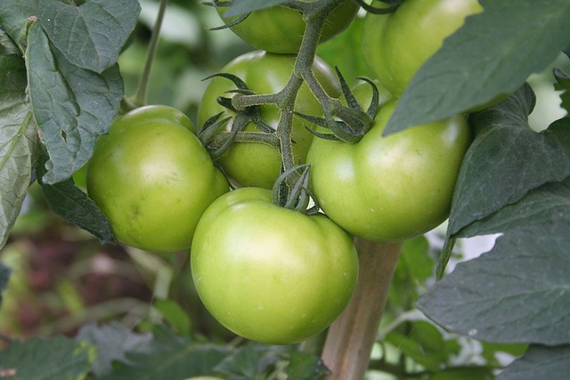 Cà chua xanh làm thuốc có gây ngộ độc không?