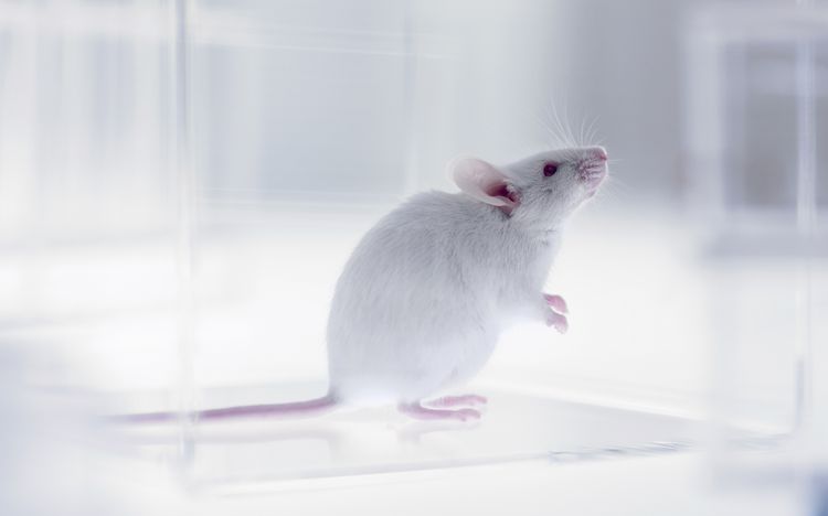 Tạo ra chuột con từ 2 chuột đực - Bước đột phá mới cho điều trị vô sinh ở người