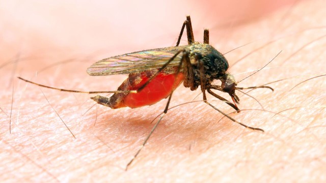 Mỹ phát hiện các ca sốt rét đầu tiên từ nguồn lây trong nước sau 20 năm