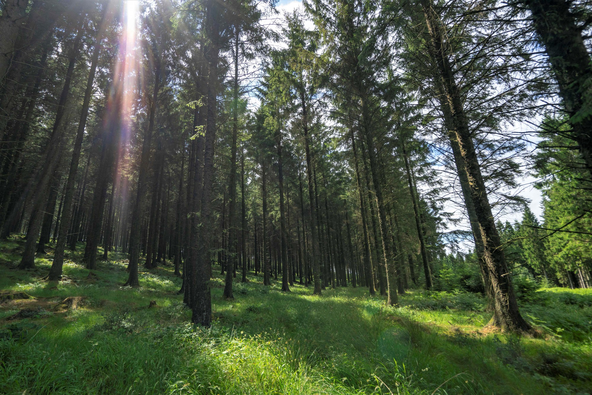 Đầu tư 400 triệu USD phục hồi rừng vì lợi ích sức khỏe con người và ứng phó với biến đổi khí hậu