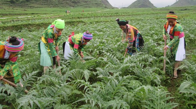 Nghịch lý trong phát triển tài nguyên dược liệu ở Việt Nam