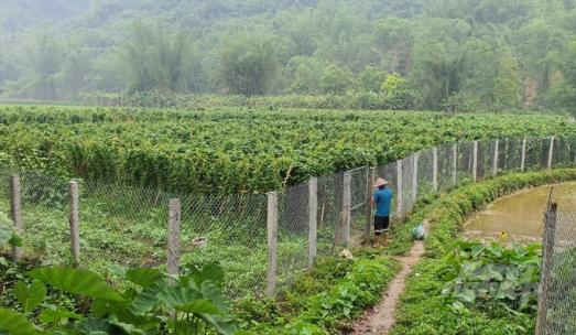 Vừa bảo tồn cây dược liệu quý, vừa gắn với phát triển kinh tế ở Bảo Lạc- Cao Bằng