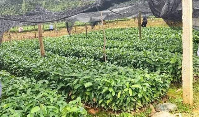 Nam Trà My – Quảng Nam: Trồng cây dược liệu bản địa để người dân thoát nghèo