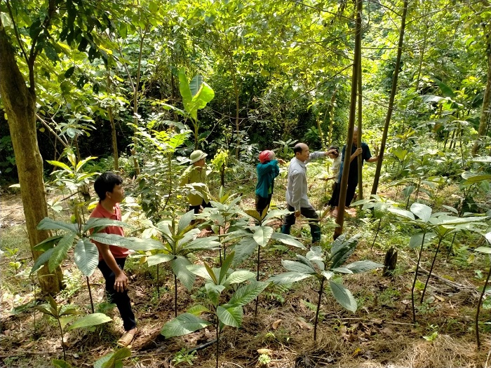 Mô hình trồng dược liệu dưới tán rừng giúp bảo tồn cây thuốc quý, hiệu quả kinh tế cao