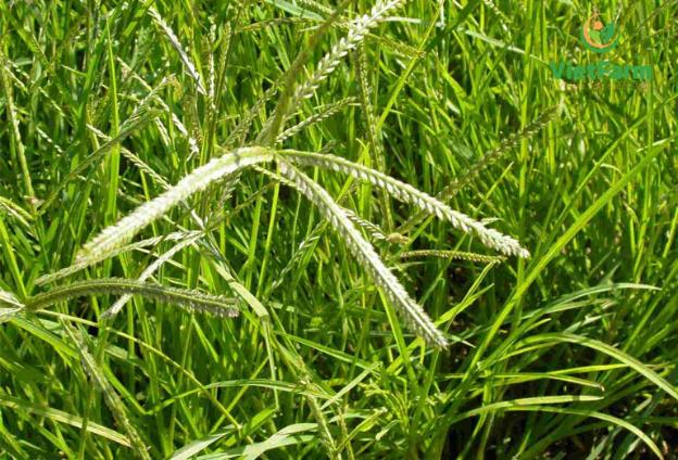 9 bài thuốc chữa bệnh từ cỏ mần trầu