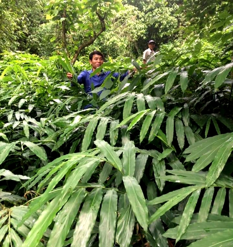 Ấm no nhờ phát triển vùng trồng cây dược liệu quý ở Điện Biên