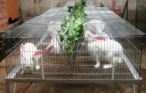 Nông dân chế máy làm cám viên để nuôi thỏ
