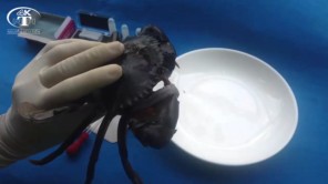 Máu cua biển dưới kính hiển vi trông như thế nào? (phần 1)