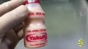 Sữa Yakult dưới kính hiển vi