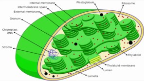 Quan sát Lục Lạp di chuyển bên trong tế bào thực vật (phần 1)