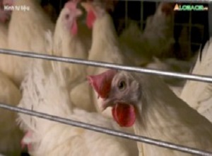 Ăn trứng gà có nguy cơ lây nhiễm H5N1 không?